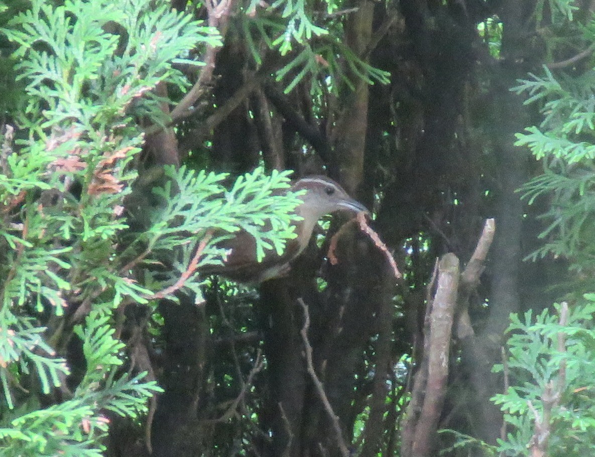 Carolina Wren - ML621559892