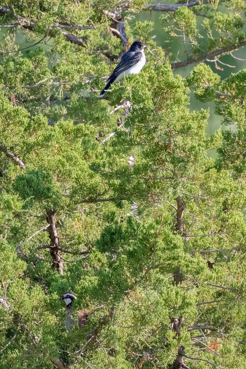 Eastern Kingbird - ML621560008