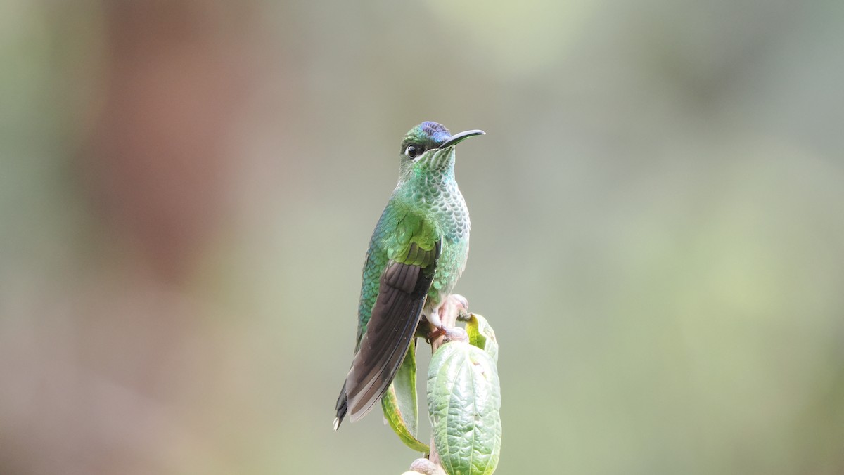 Violet-fronted Brilliant - ML621560013