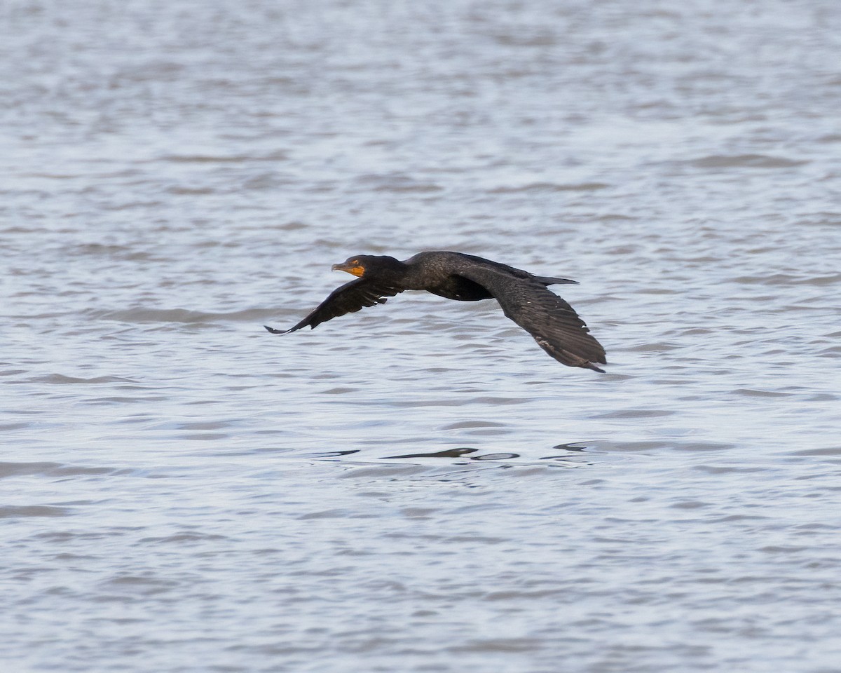 Double-crested Cormorant - ML621560053