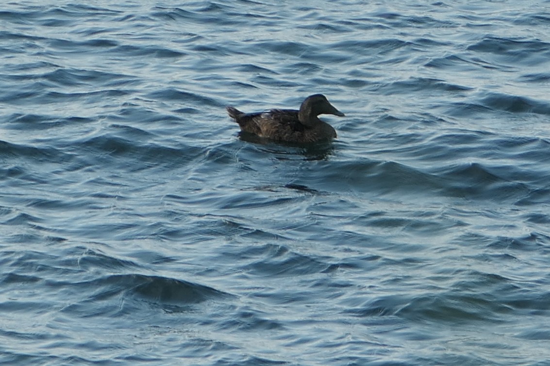 Common Eider - ML621560078