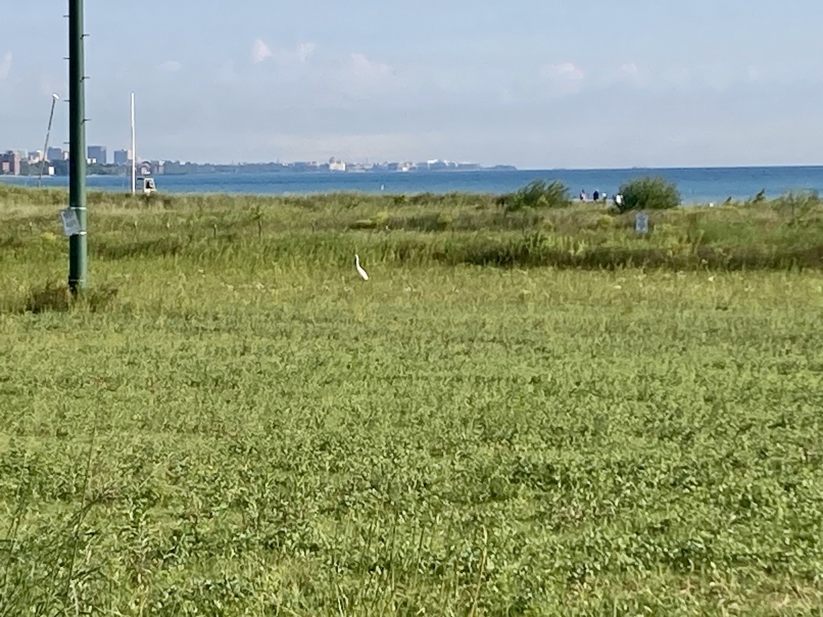 לבנית גדולה - ML621560104