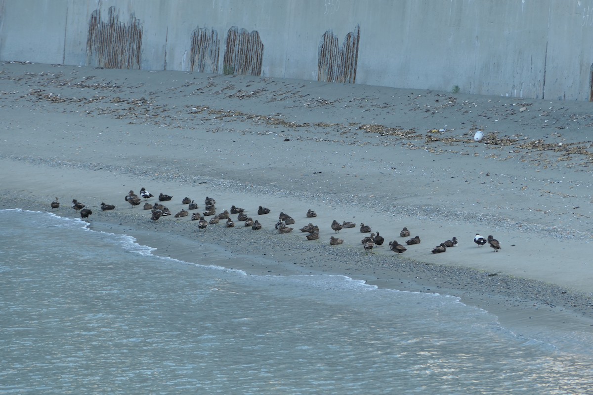 Common Eider - ML621560131