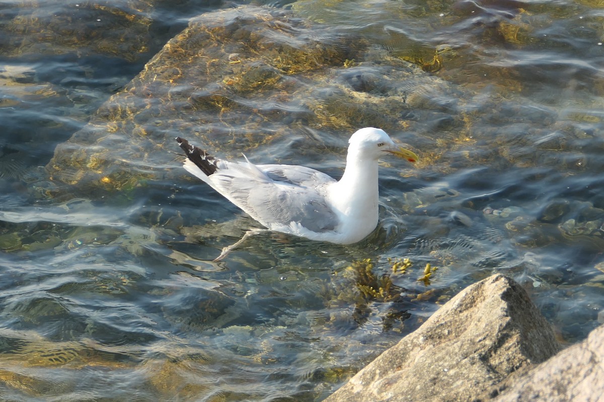 Herring Gull (American) - ML621560137