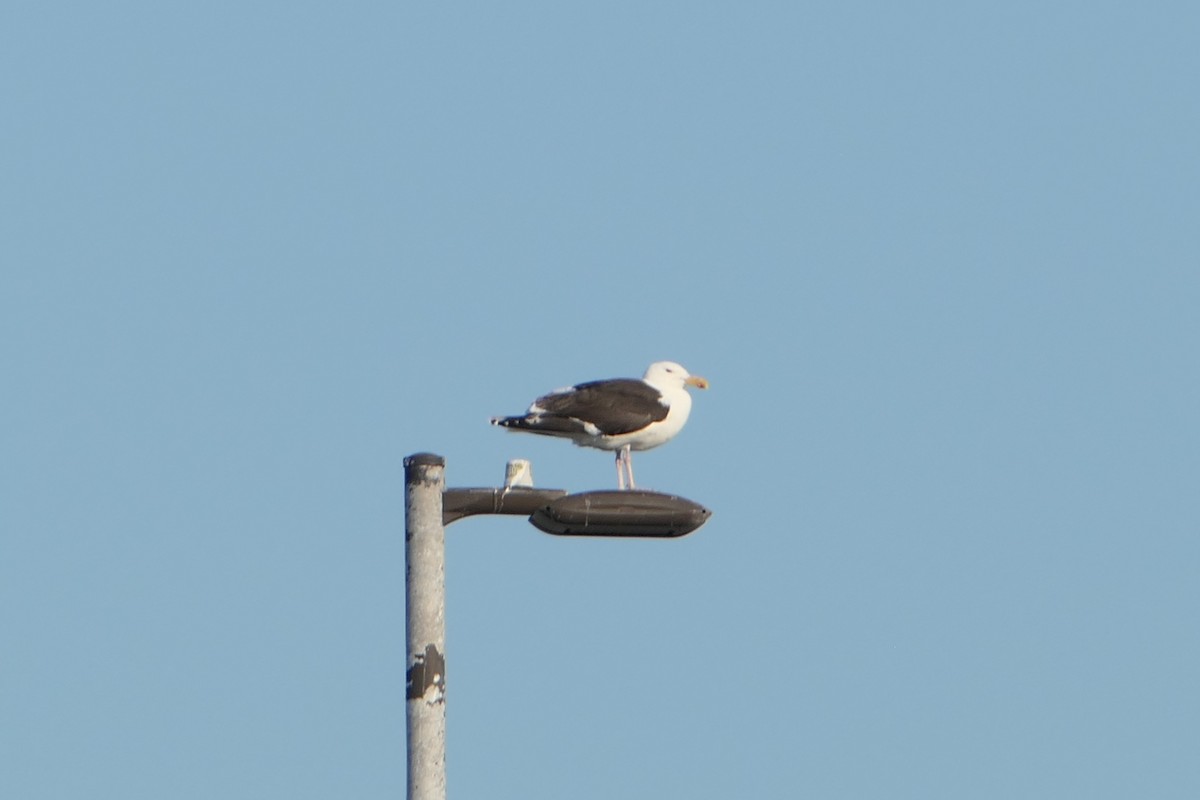 Great Black-backed Gull - ML621560138