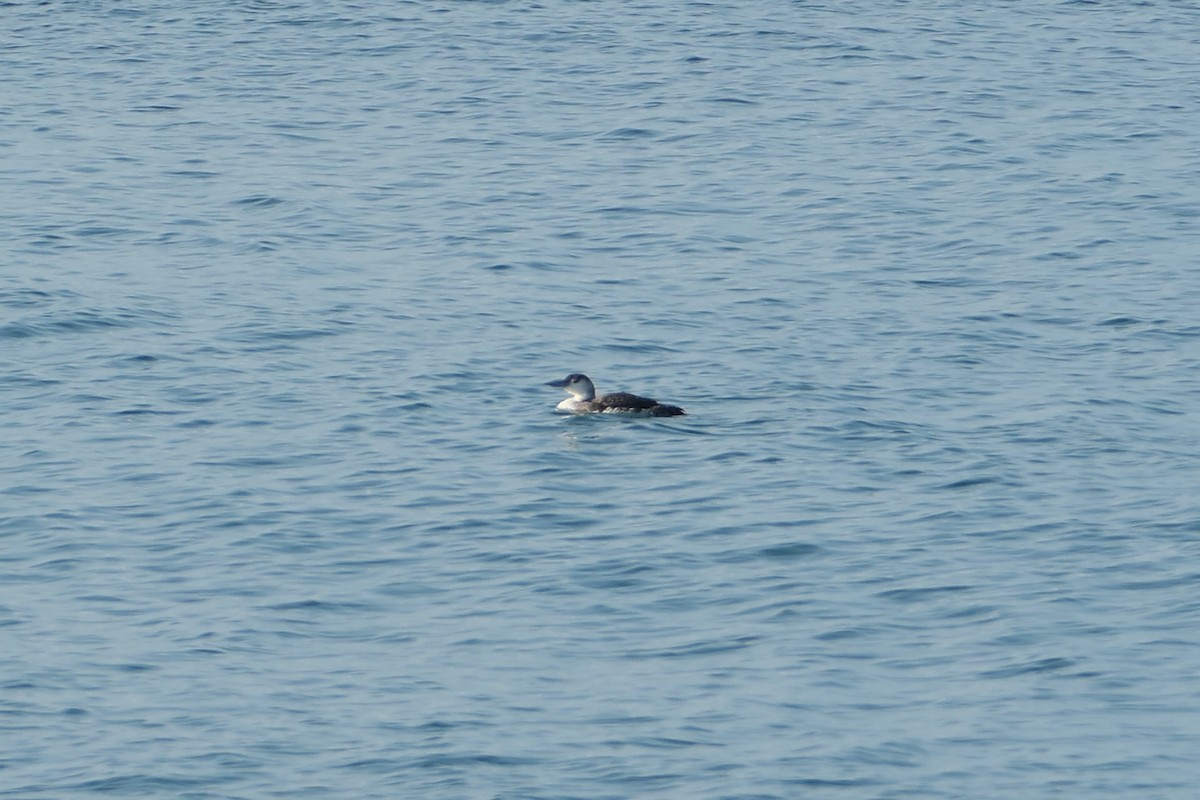 Common Loon - ML621560156