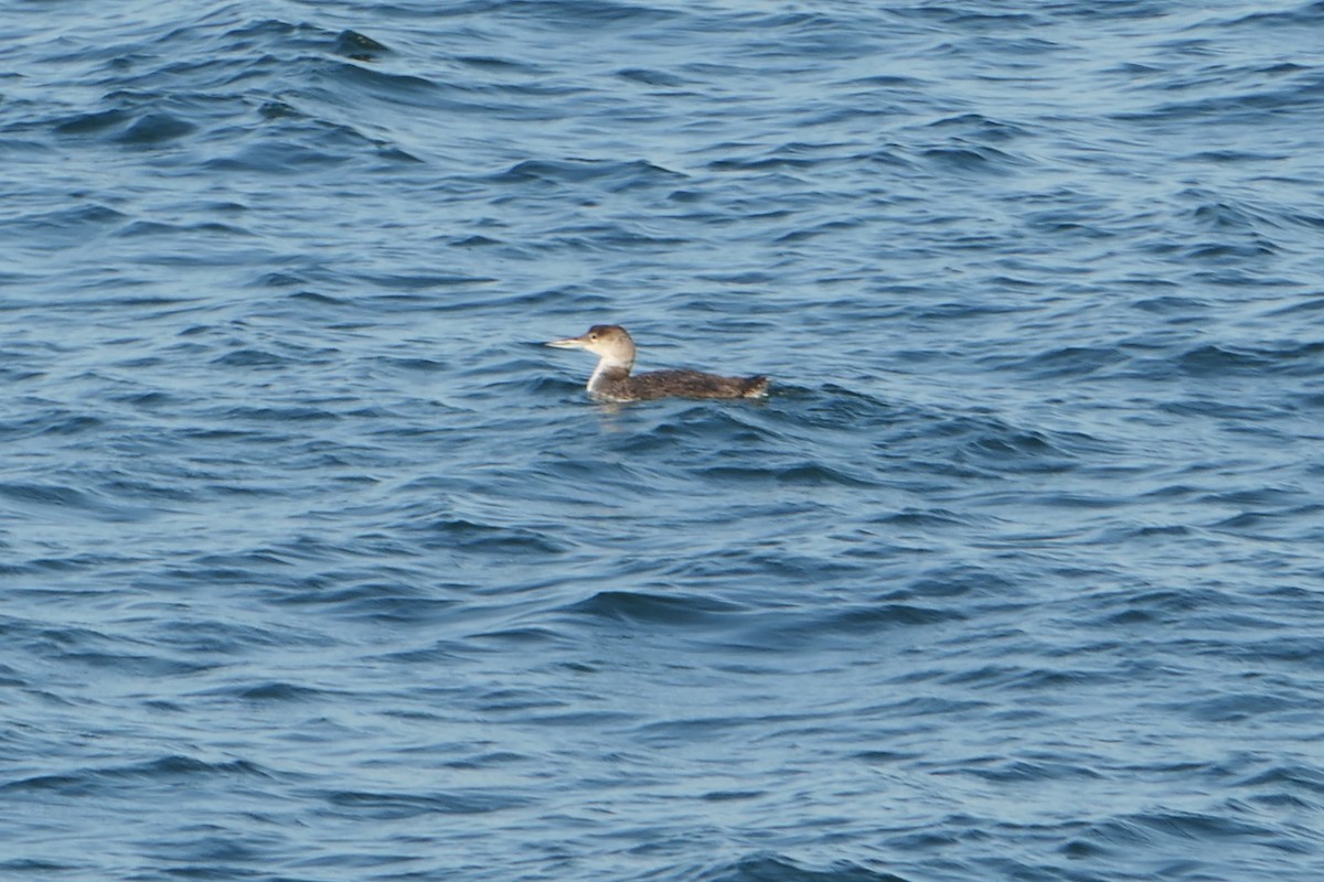 Common Loon - ML621560157