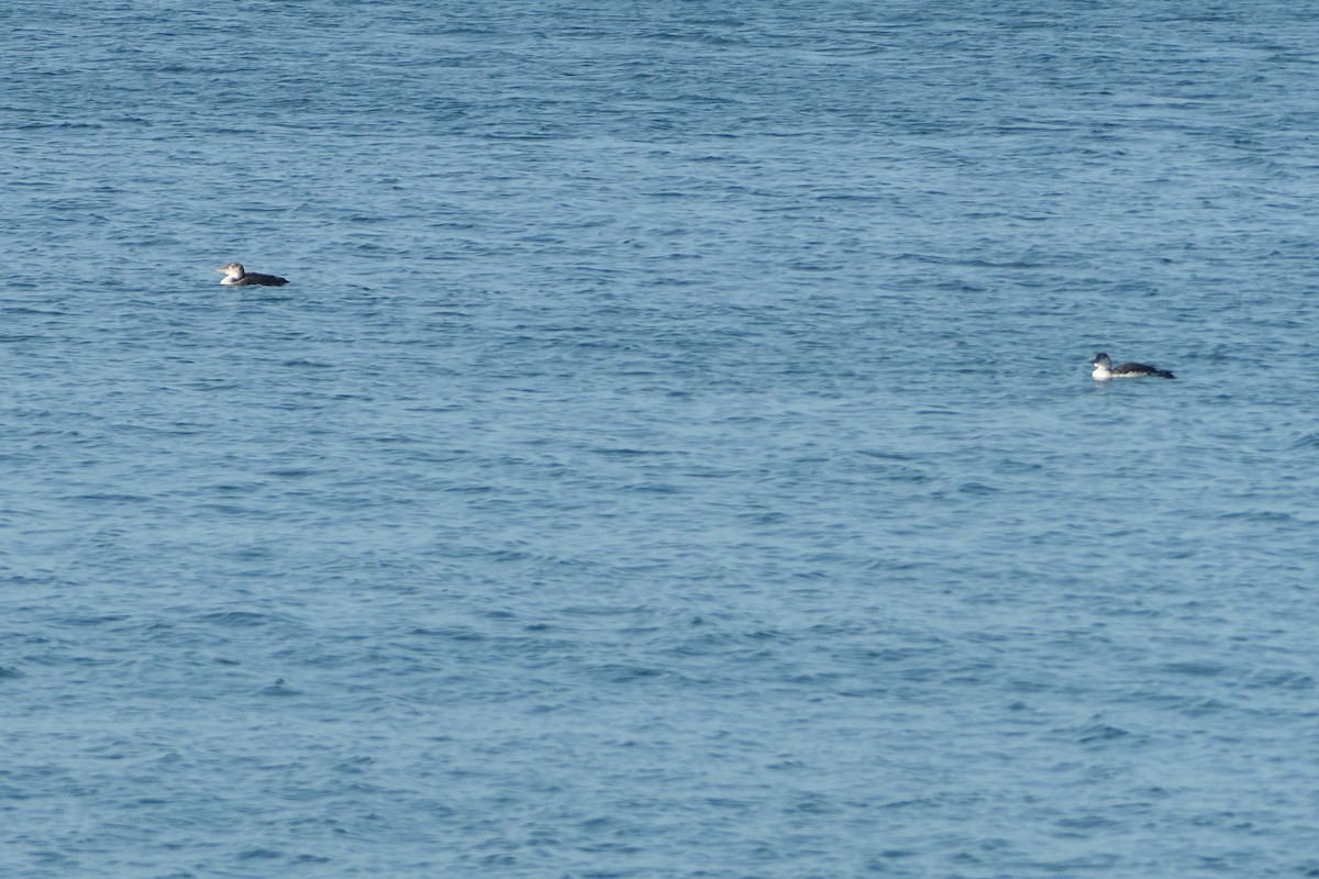 Common Loon - ML621560158