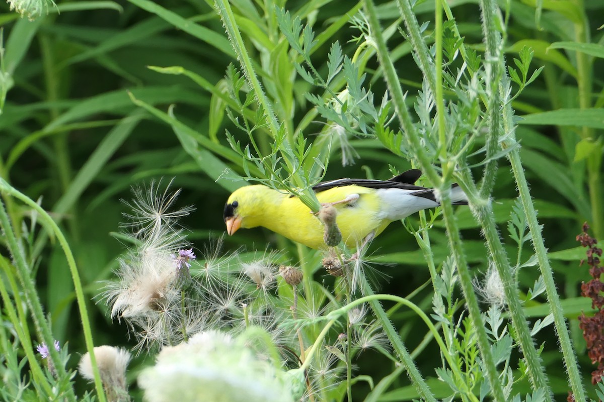 American Goldfinch - ML621560161