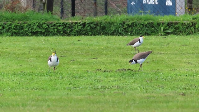 Masked Lapwing - ML621560169