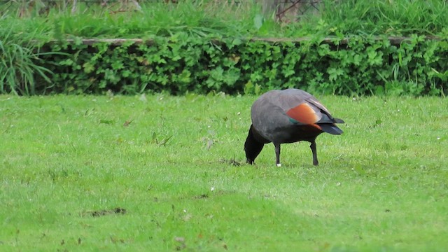 Paradise Shelduck - ML621560177