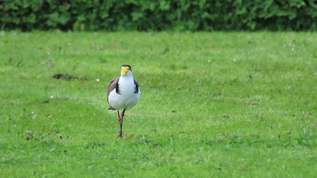 Masked Lapwing - ML621560178