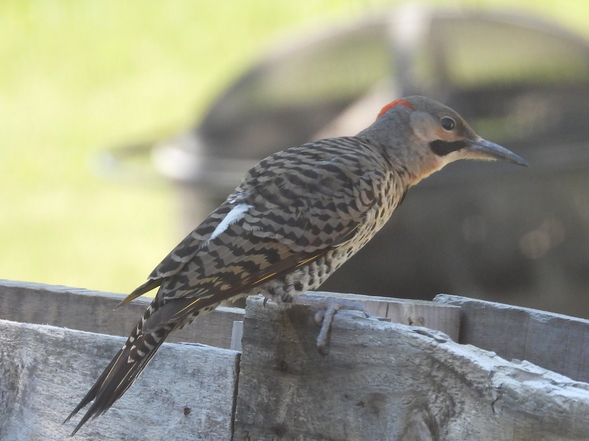 Northern Flicker (Yellow-shafted) - ML621560180