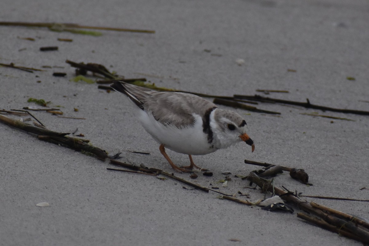 Piping Plover - ML621560184