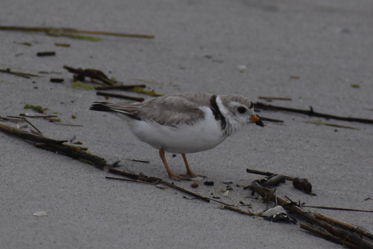 Piping Plover - ML621560185
