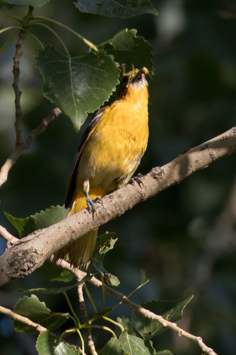 Orchard Oriole - ML621560412