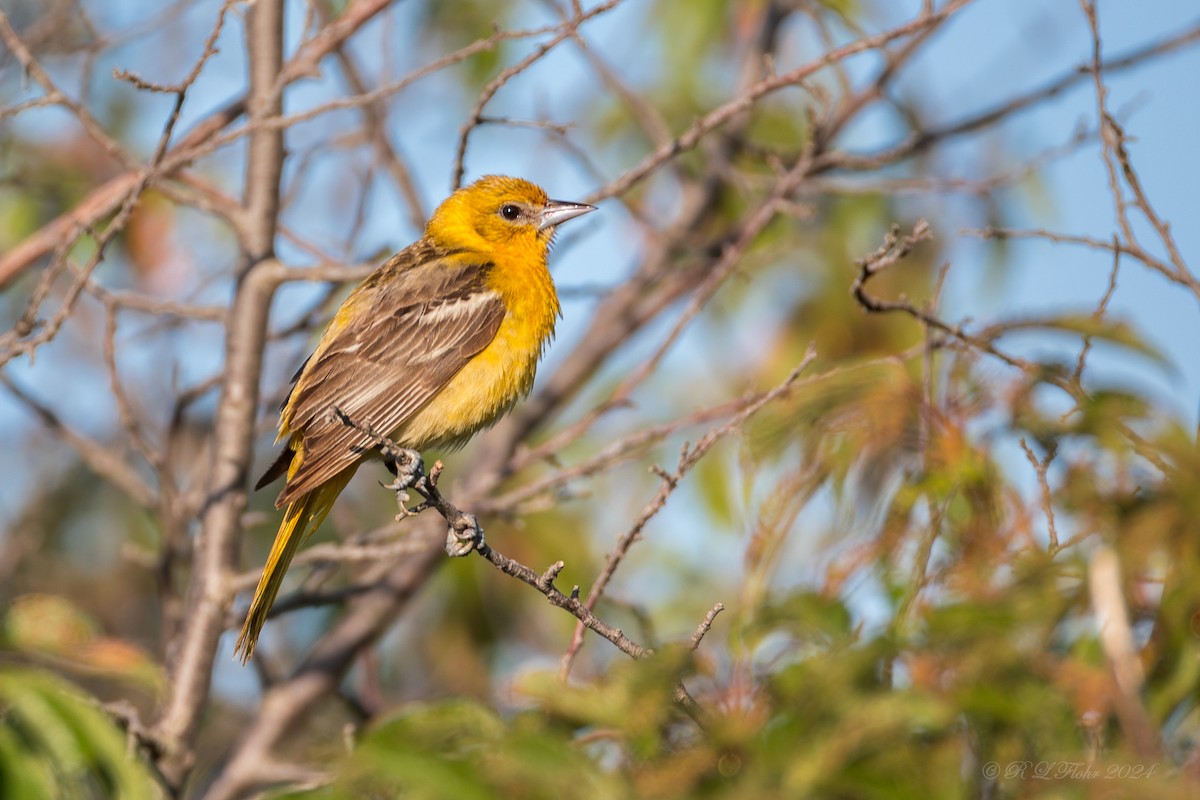 Orchard Oriole - ML621560413