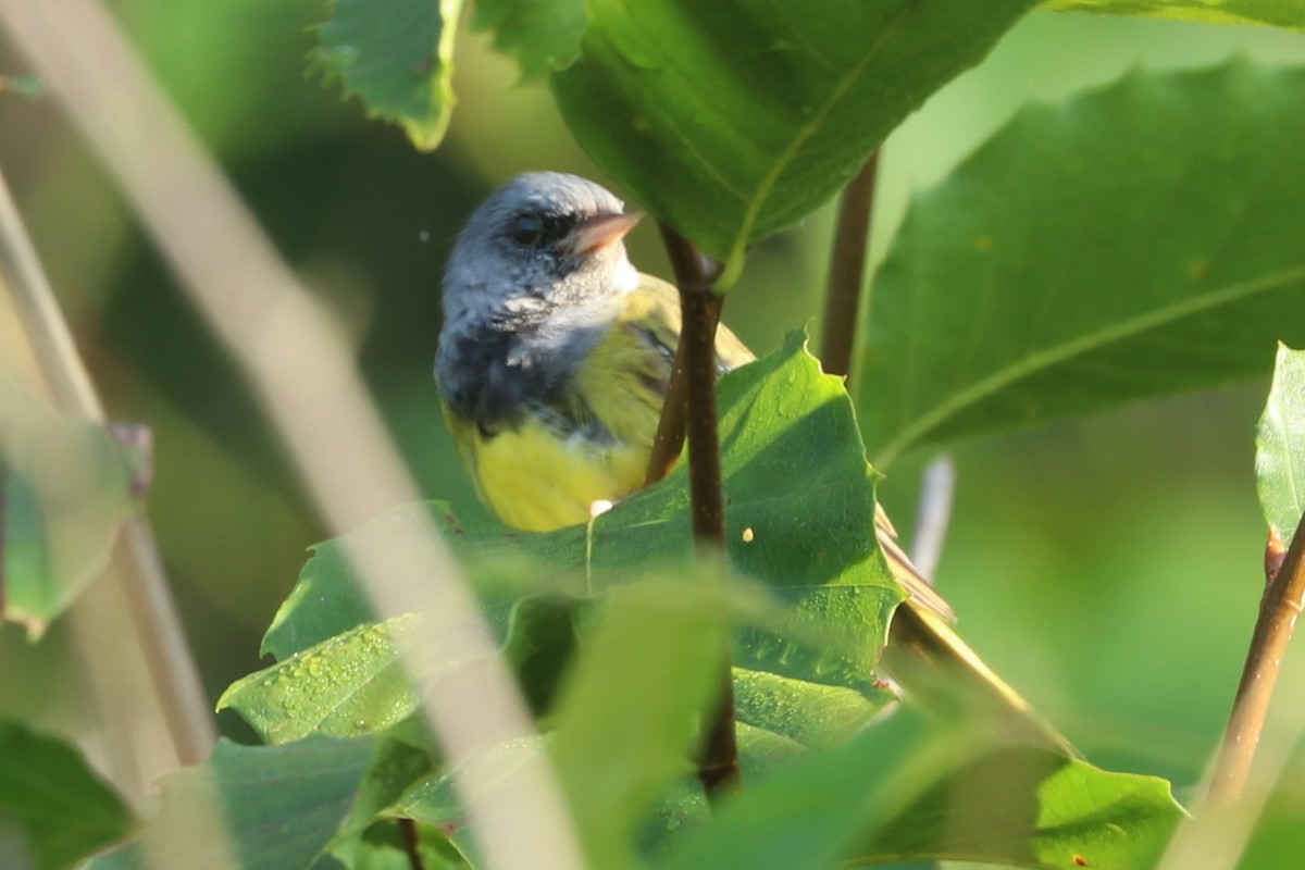 Mourning Warbler - ML621560519