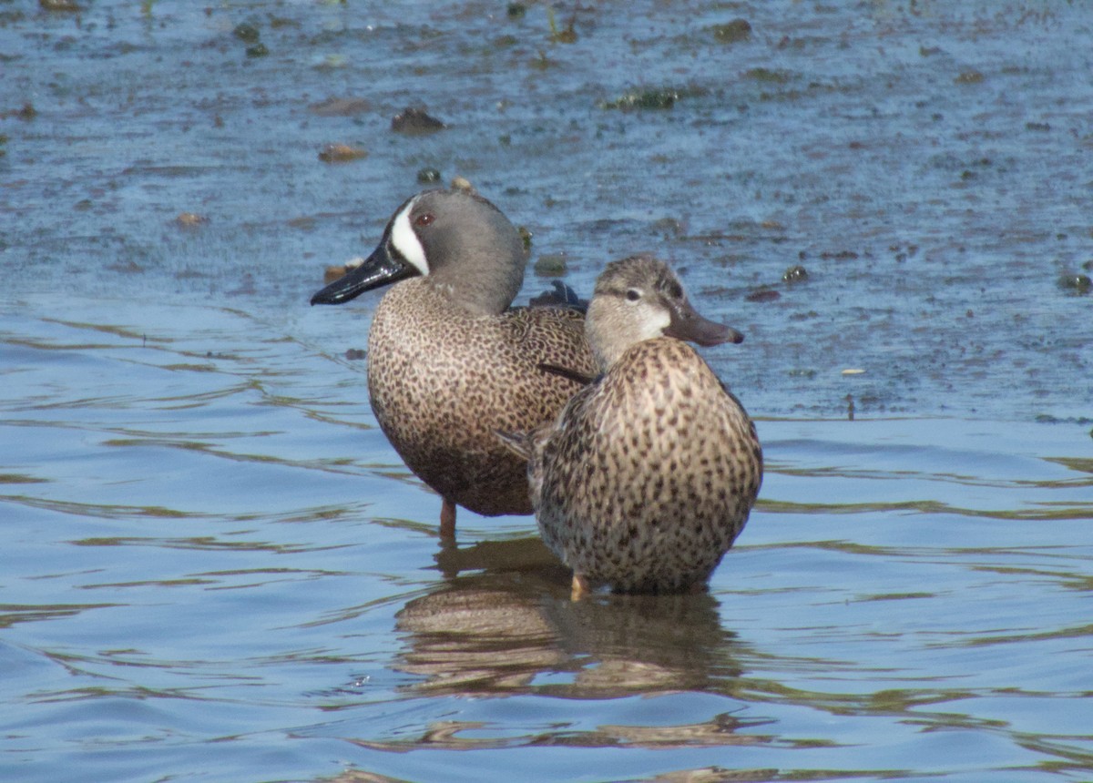 Blue-winged Teal - ML621560544