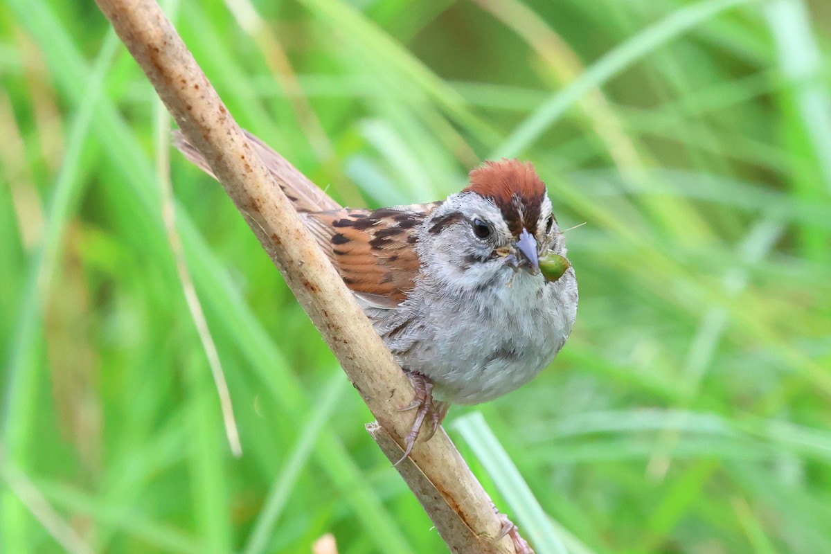 Swamp Sparrow - ML621560571