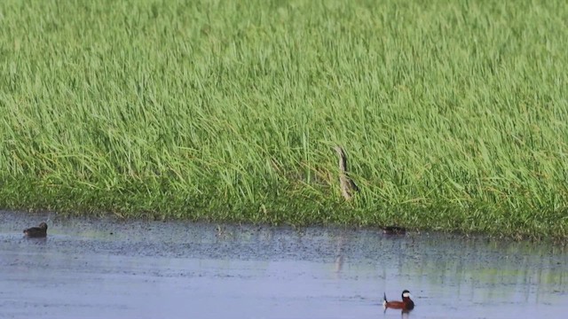 American Bittern - ML621560581