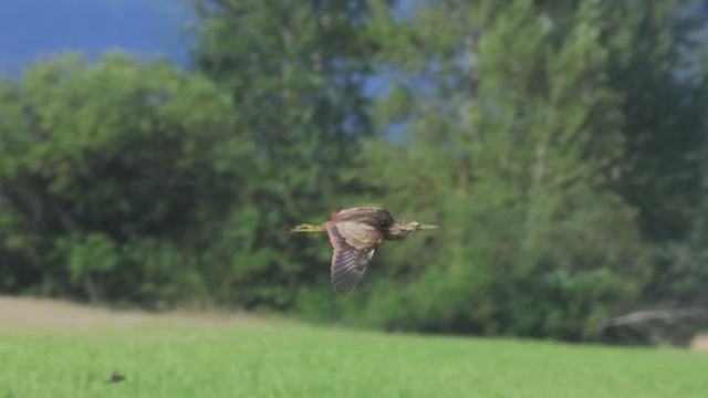 American Bittern - ML621560582