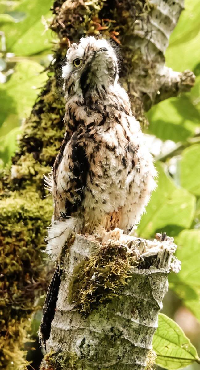 Andean Potoo - ML621560607