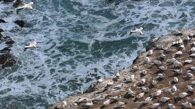 Australasian Gannet - ML621560611