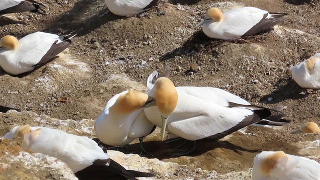 Australasian Gannet - ML621560618