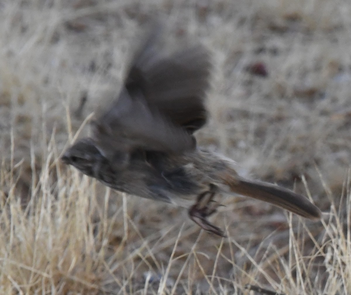 new world sparrow sp. - ML621560620