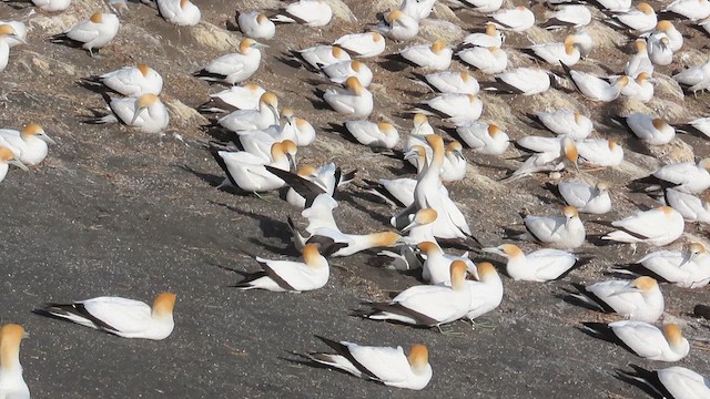 Australasian Gannet - ML621560621