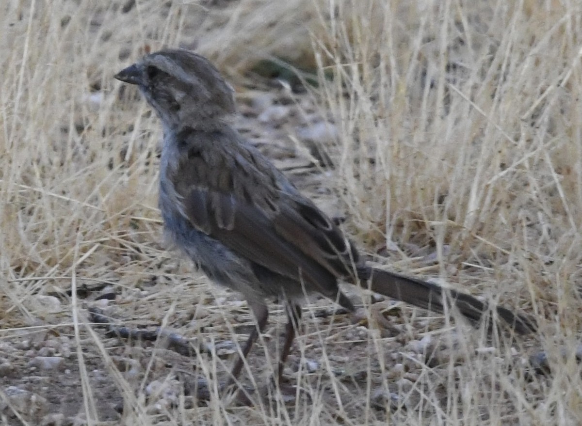 new world sparrow sp. - ML621560624