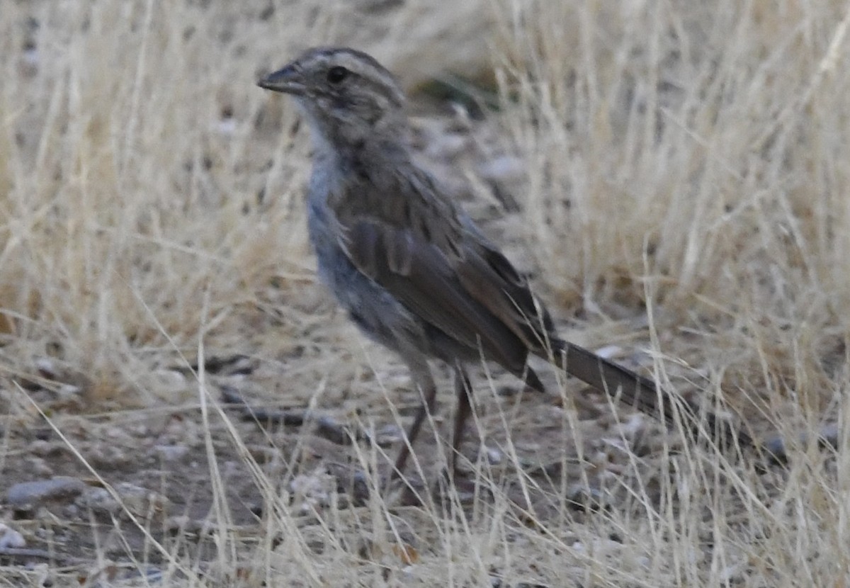 new world sparrow sp. - ML621560626