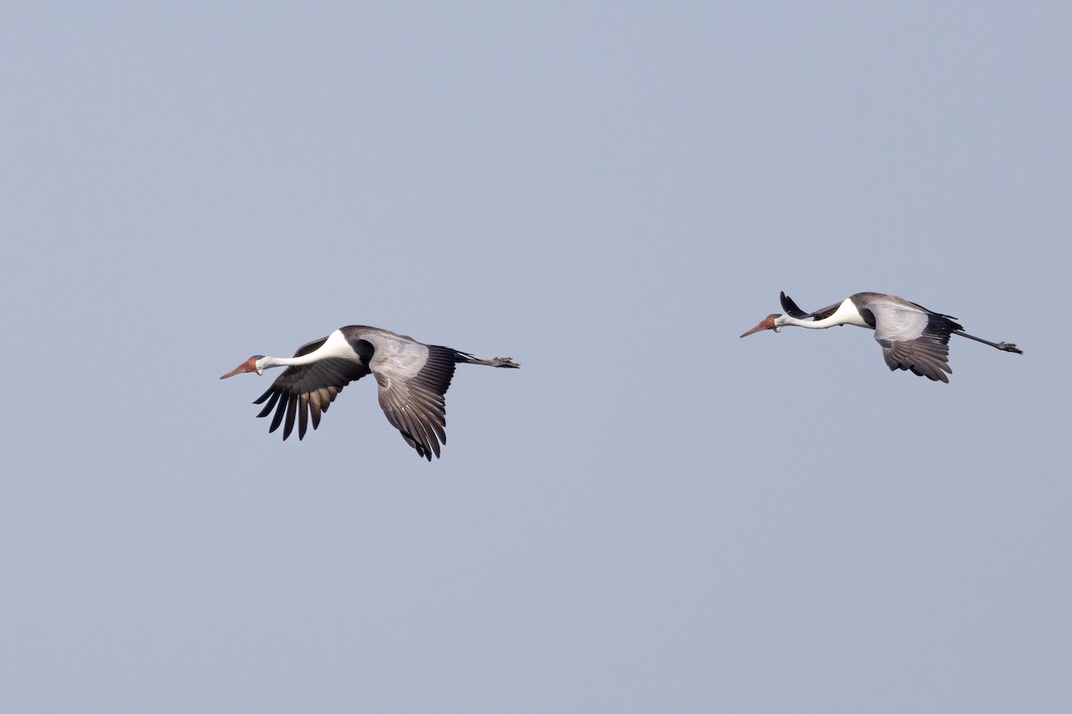 Wattled Crane - ML621560642