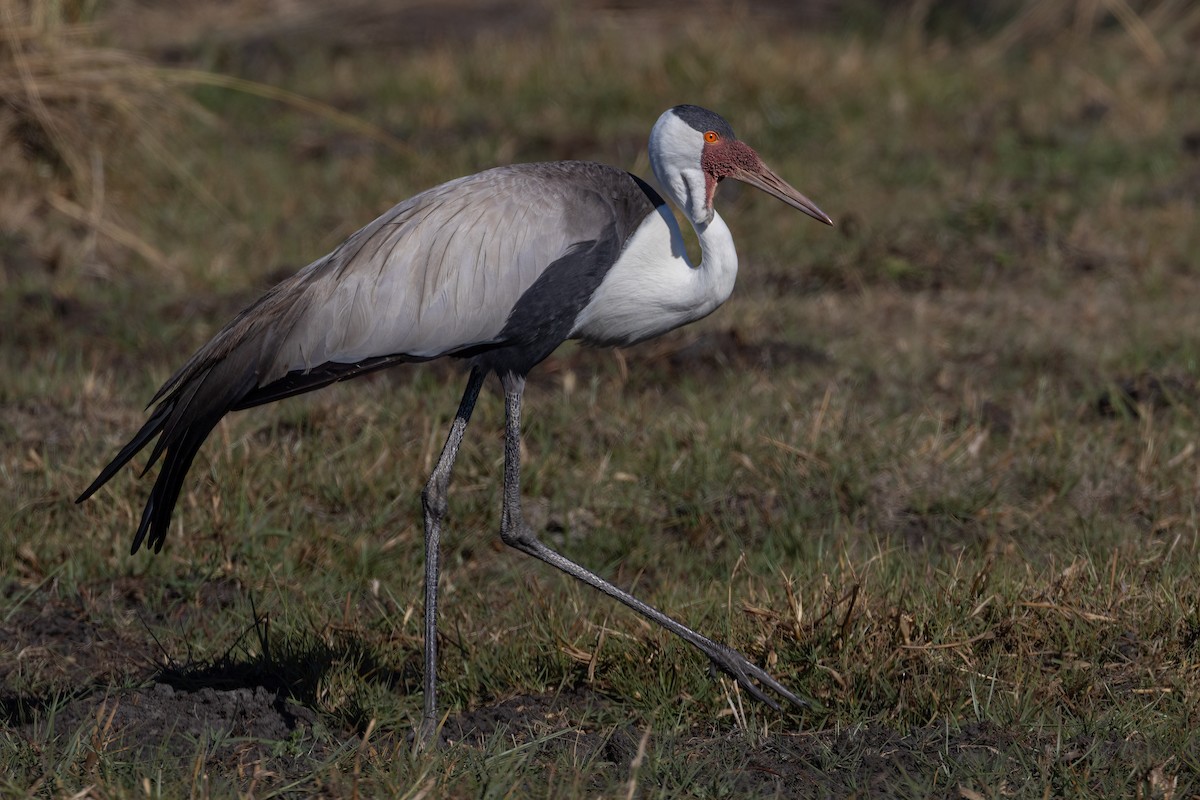 Wattled Crane - ML621560643