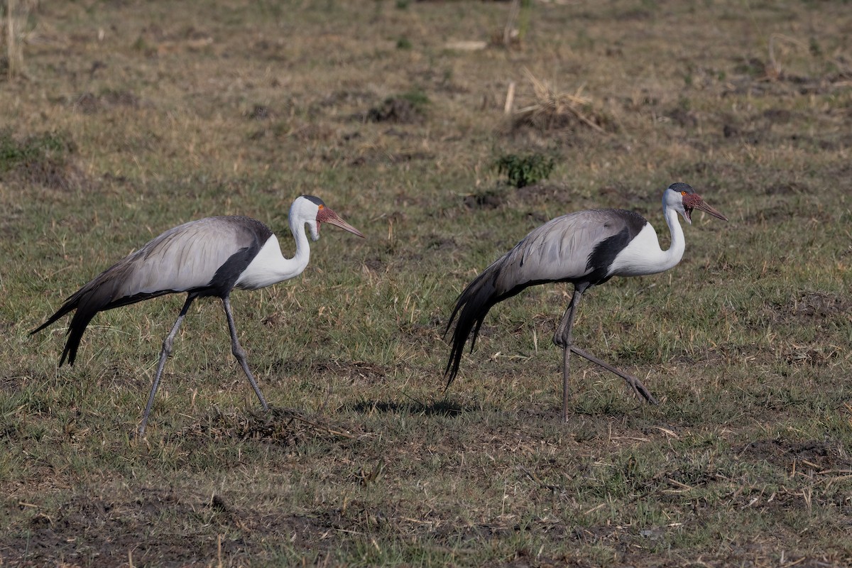 Wattled Crane - ML621560644