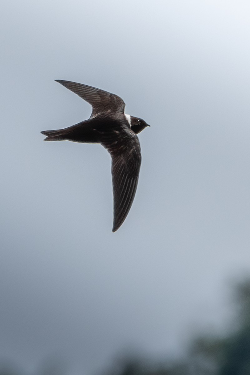 White-collared Swift - ML621560653