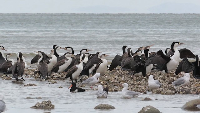 Pied Cormorant - ML621560664