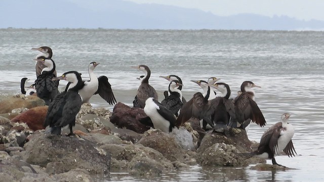 Pied Cormorant - ML621560667