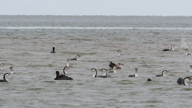 Pied Cormorant - ML621560669