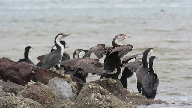 Pied Cormorant - ML621560671