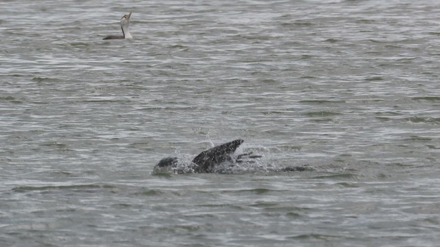 Pied Cormorant - ML621560682