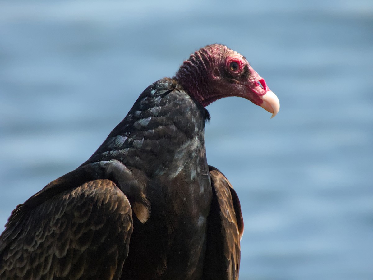 Turkey Vulture - ML621560684