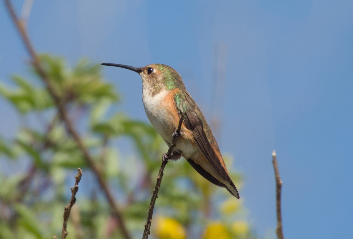 Allen's Hummingbird - ML621560691