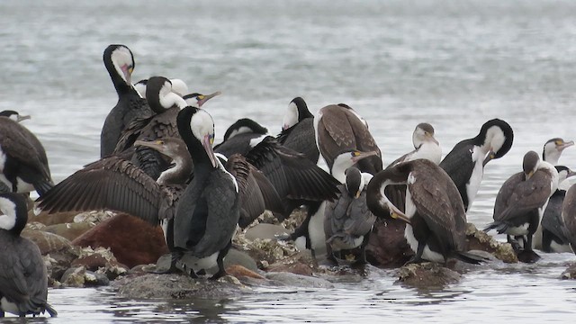 Pied Cormorant - ML621560698