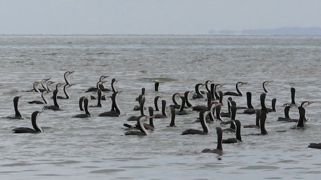 Pied Cormorant - ML621560699