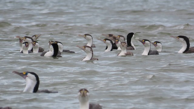 Pied Cormorant - ML621560700