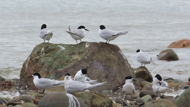 White-fronted Tern - ML621560718