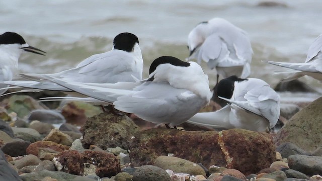 White-fronted Tern - ML621560719