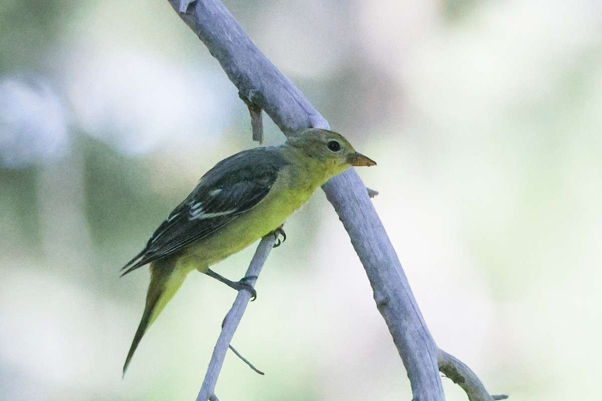 Western Tanager - ML621560743
